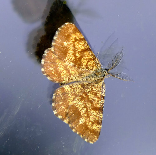 Common Heath