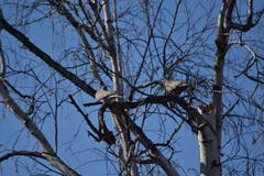 Streptopelia decaocto