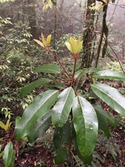 Daphniphyllum himalaense