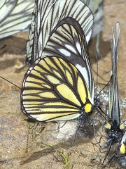 Aporia monbeigi