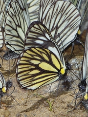Aporia monbeigi