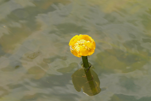 Nuphar japonica iNat (2)