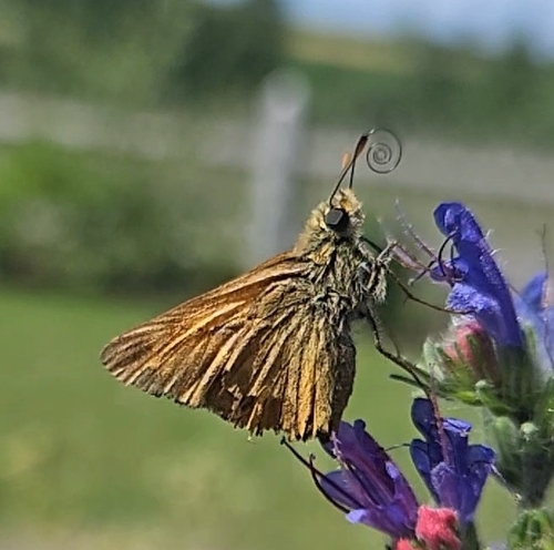 Large Skipper