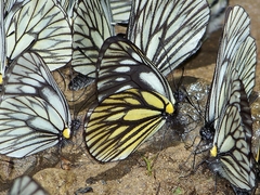 Aporia monbeigi