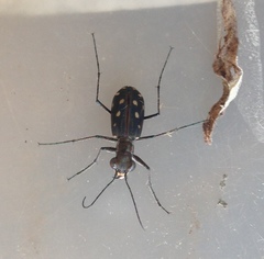 Calomera mindanaoensis