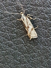 Epithymema incomposita