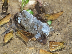 Coladenia maeniata