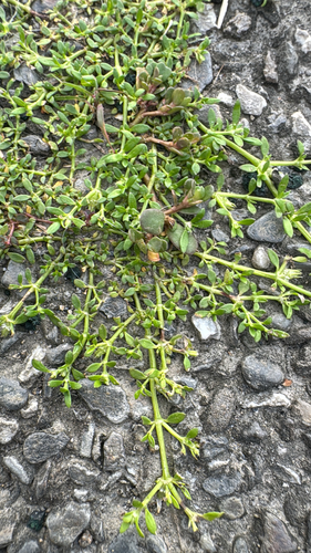 Dentella repens observed 2026-06-18