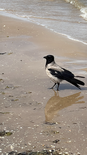 Hooded Crow
