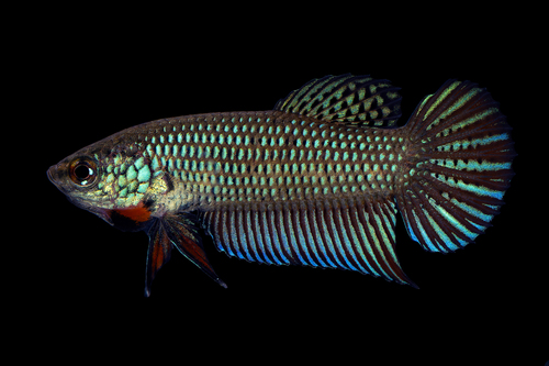 Blue betta (Betta smaragdina) — Osphronemidae — 4