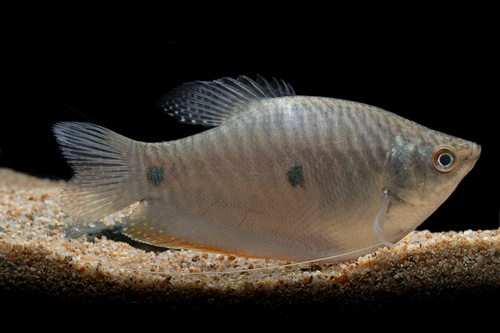 Three Spot Gourami