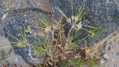 Erodium moschatum