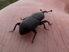 Scyphophorus