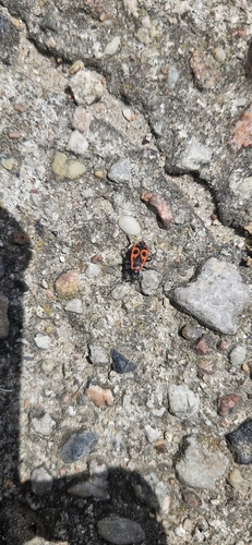 European Firebug