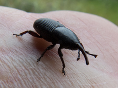 Scyphophorus