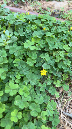 Creeping Woodsorrel