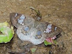 Coladenia maeniata