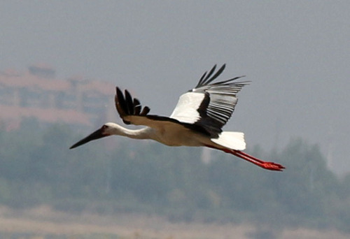 Oriental Stork