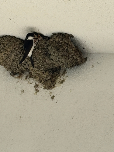 Western House Martin