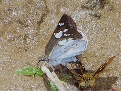 Coladenia maeniata