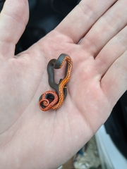 Diadophis punctatus stictogenys