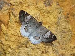 Coladenia maeniata