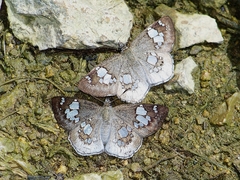 Coladenia maeniata