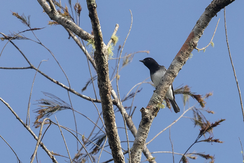 Pachycephala monacha observed 2018-07-04