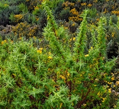 Hypericum lanceolatum