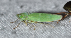 Draeculacephala inscripta