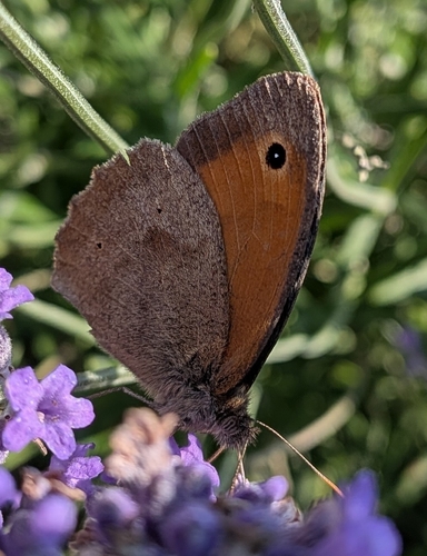 Meadow Brown