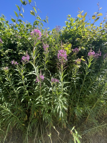 fireweed