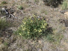 Astragalus eremiticus