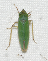 Draeculacephala inscripta
