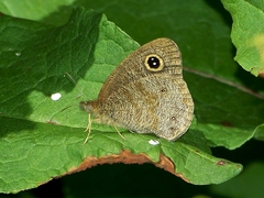 Ypthima microphthalma