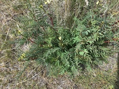 Astragalus eremiticus