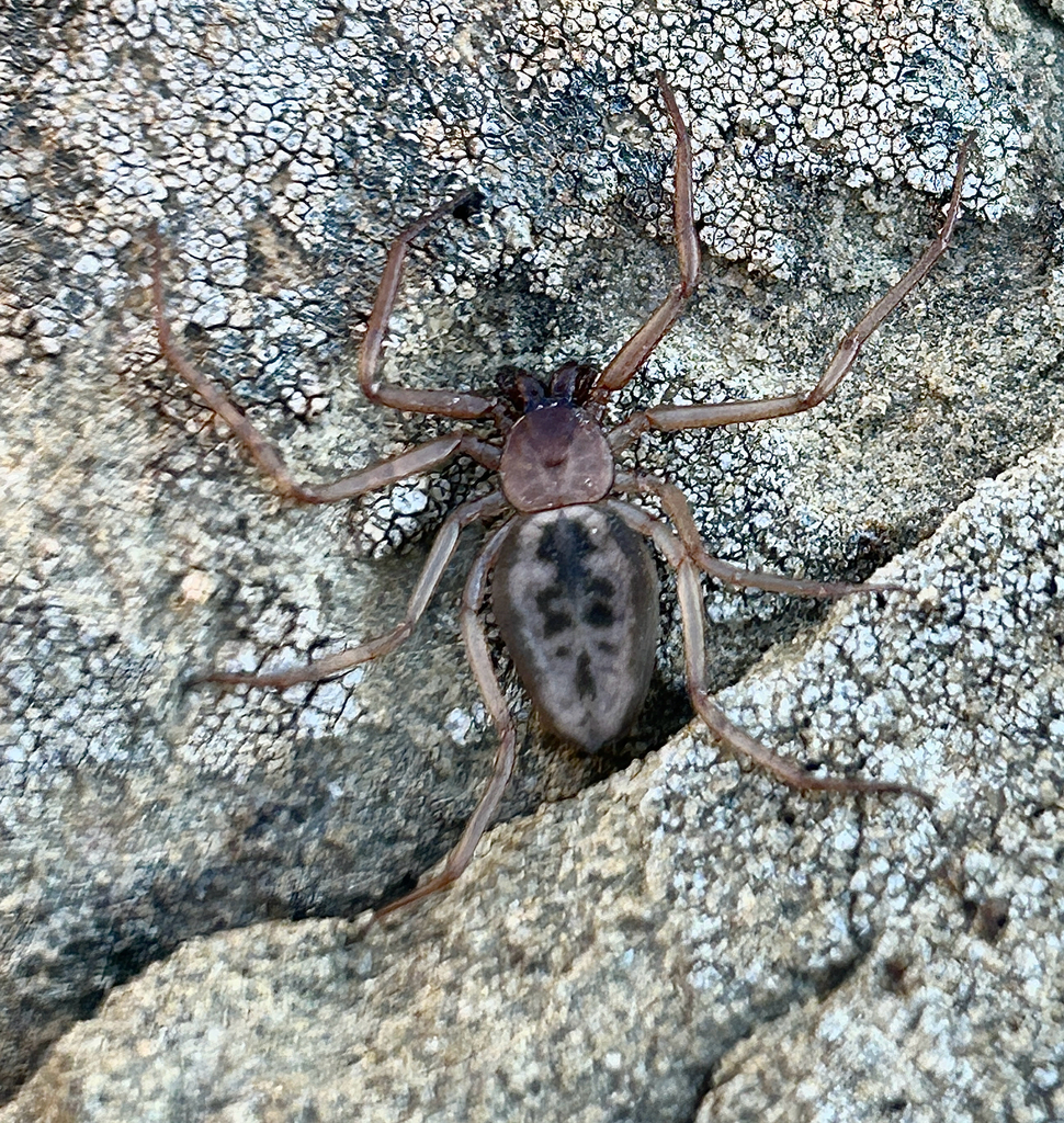 Platyoides pictus