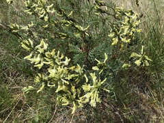 Astragalus eremiticus