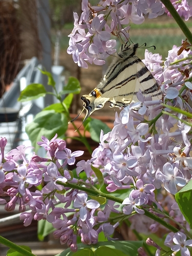 Scarce Swallowtail