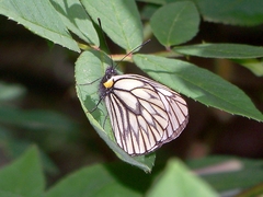 Aporia acraea