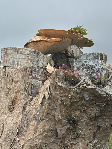 Dryad's Saddle