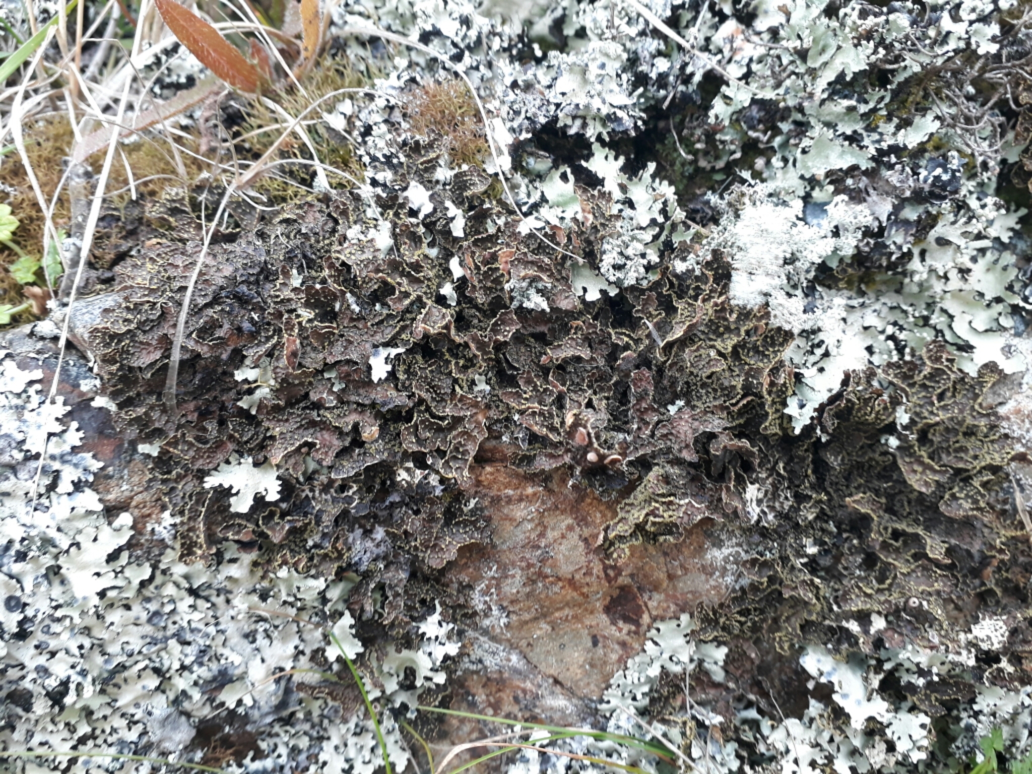 Pseudocyphellaria crocata image