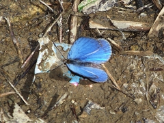 Caerulea coeligena