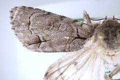 Acronicta radcliffei