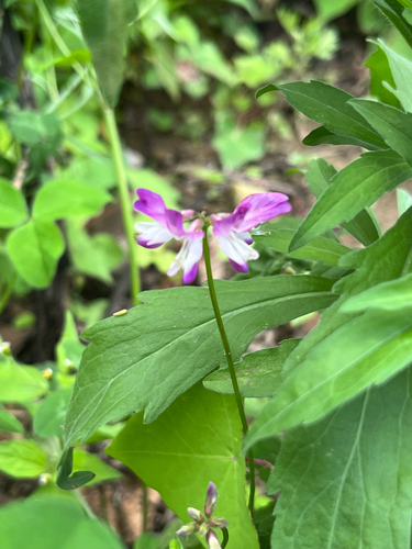 Astragalus sinicus observed 2026-06-18
