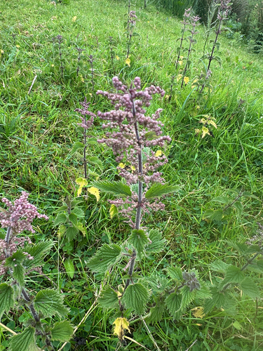 great stinging nettle