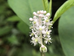 Phytolacca japonica