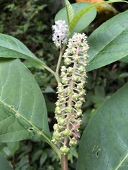 Phytolacca japonica
