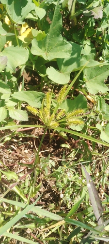 Pacific island flatsedge