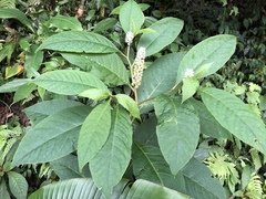 Phytolacca japonica